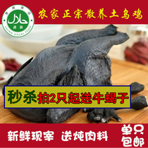 Authentic black-Rooster farmers free-range black-bone chicken self-raised live chicken now slaughtered and stocking black-bone chicken fresh halal