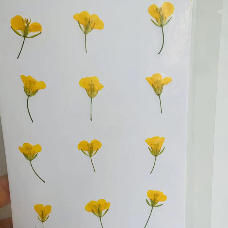 押干花书签油菜花干花押花 真花标本手工DIY滴胶饰品美甲教学材料