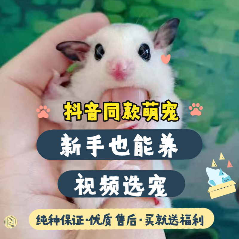 Australian honey bag Living Nectar in Living Things Cubs White Face Mosaic Baby Mesh Red Little Pet Flying Rat Kangaroo