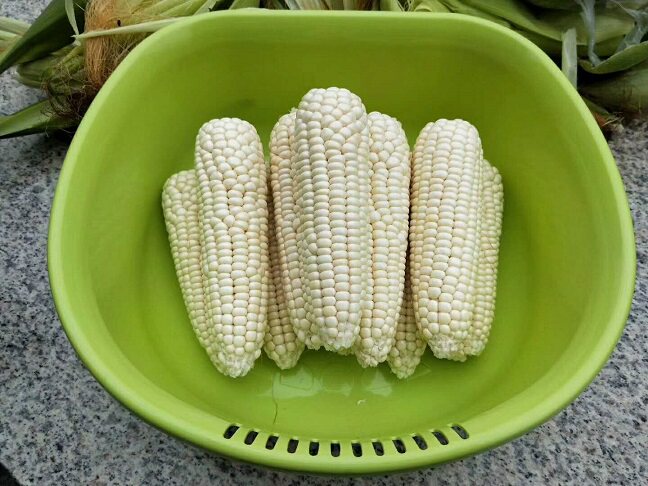 Japan Imports Plastic Kitchen Fruit and Vegetables Wash Basin for Pumped Basket