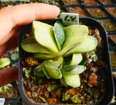 Cute肉植奶油子宝锦十二卷可室内办公桌多肉植物一物一拍 Cute肉植奶油子宝锦十二卷可室内办公桌多肉植物一物一拍