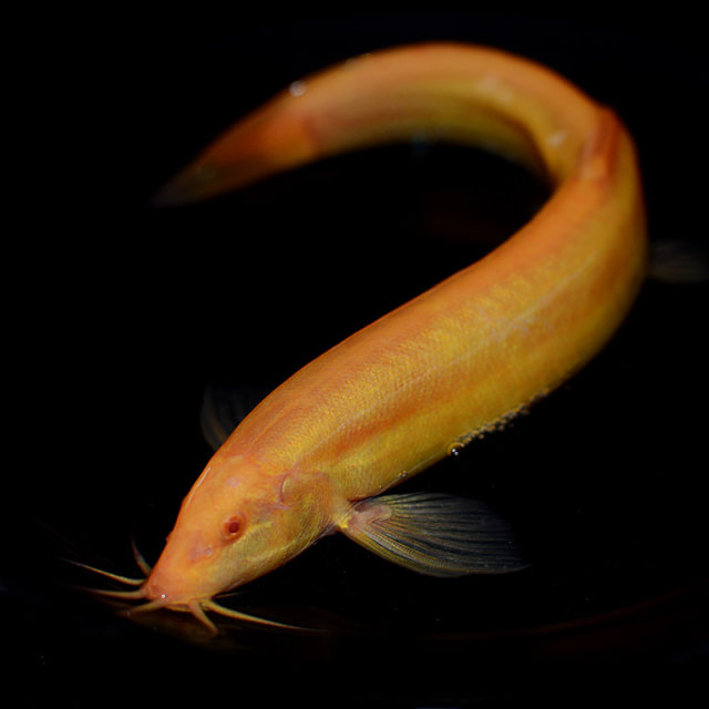 Golden loach scavenger golden dragon loach is good for raising golden loach freshwater fish small goldfish resistant to living live ornamental fish