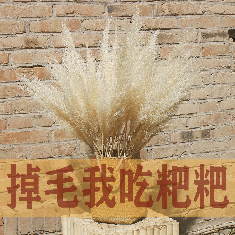 Reed dried flowers Rabbit tail grass Wheat ear White hair grass Wedding flower arrangement shooting props Clothing shop decoration decoration