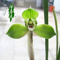 Hua Liang Lanyuan Spring orchid Daffodil Spring plum large flower Large leaf tall Jiangsu and Zhejiang precious fragrant orchid seedlings