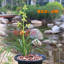 Hualiang Orchid Garden Cymbidium Liu Mei also known as Old Qinghua orchid grass seedlings Precious fragrant natural native old seedlings