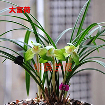 Hua Liang Lanyuan Spring Bluegrass:big rich lotus orchid seedlings Lotus petals vegetarian heart orchid precious big flower fragrant potted plant