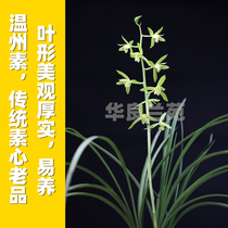 Wenzhou Suhuilan Suxin big flower big fragrance Traditional varieties Jiangsu and Zhejiang cooked grass orchid seedling Orchid Hualiang Orchid Garden