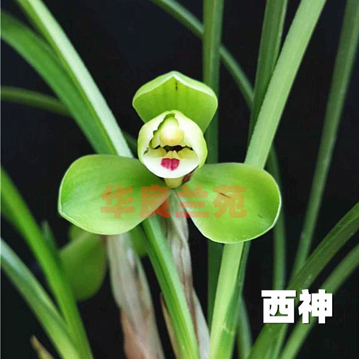 Hualiang Orchid Garden Chunlan: Xi Shenmei orchid precious orchid seedling grass, known as plum-shaped narcissus kui fragrance