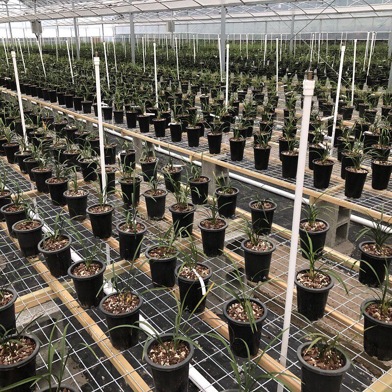 Orchid foster sales live dedicated ultra-connection: Chunlan Huilan variety physical pat on the grass Ben (Waryan Lanyuan)