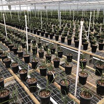 Orchid foster care sales live dedicated link:spring orchid cymbidium species physical shoot herbs (Hua Liang Lanyuan)