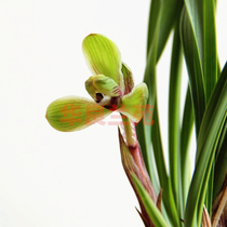 Chunlan plum petal (Qian Female also known as Red Song) Traditional old variety Hua Liang Orchid Orchid This variety comes from my family