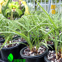 Traditional varieties of orchids (drunk spring) Orchids Spring orchid fragrant old varieties of strange flowers Floating door Narcissus petals Hualiang Lanyuan