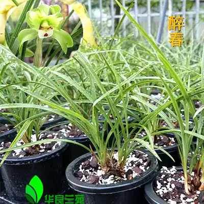 Traditional varieties of orchids (drunk spring) Orchids Spring orchid fragrant old varieties of strange flowers Floating door Narcissus petals Hualiang Lanyuan