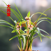 Spring orchid (big ingot)Strange flower category New and old species Orchid seedlings potted Jiangsu and Zhejiang cooked grass Hualiang Orchid Garden selected