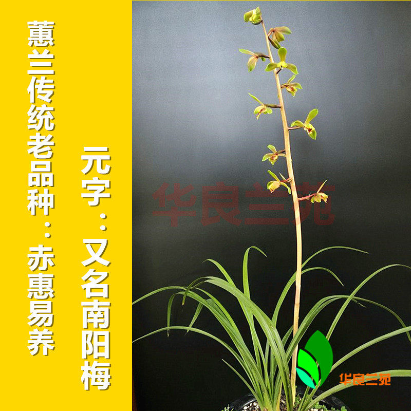 Cymbidium (yuan word, also known as Nanyang plum) Jiangsu and Zhejiang orchid seedlings orchid traditional old variety of Cymbidium Hualiang Orchid Garden