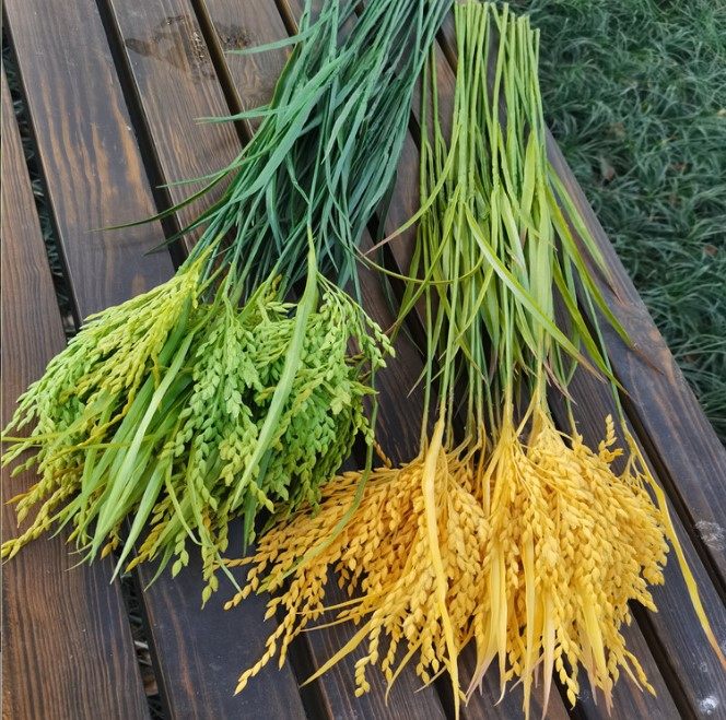 High simulation rice rice ear rice ear casual farm put a grain grain silk rice field barley model