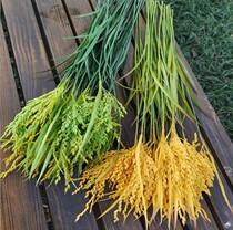 High emulation rice cereal false rice wheat ear rice ear farmhouse music to put up five grain and grain silk rice field barley model