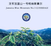 2021 New Season Jamaica Blue Mountain One Coffee Cornsdale Estate Medium Shallow Roast 100g
