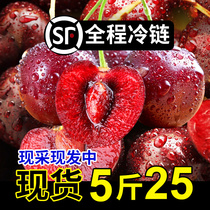 Shandong Holy Cherry Fresh Теперь для того чтобы быть подобрана отечественным дымовым столиком Вся коробка чувственные фрукты 5 катти беременные женщины