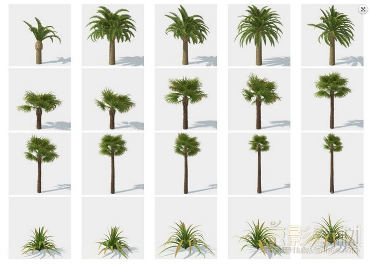 HQ Palms 1 for C4D-280个海岛风情树种C4D模型Cinema 4D模型