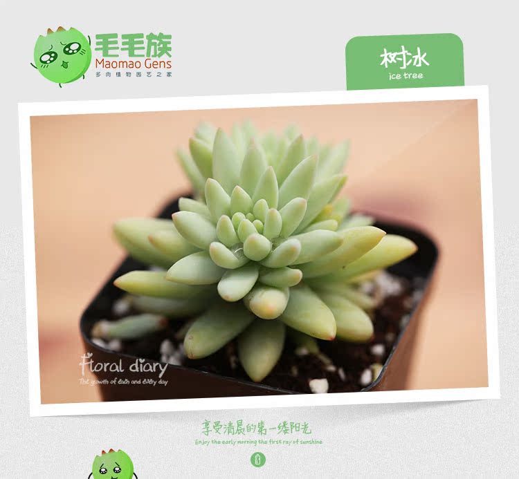 毛毛族树冰多肉植物盆栽种子批发叶片有盆特价限时特惠 美靴超优惠 盆栽 叶片 限时 毛毛 特惠途虎网 毛毛族树冰多肉植物盆栽种子批发叶片有盆特价限时特惠 美靴超优惠 盆栽 叶片 限时 毛毛 特惠途虎网