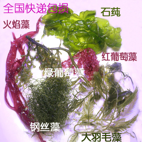 sea-sea-cylinder water algae steel wire seaweed sea grass green red grapes large feather deer antlers Flames Algae-View Water Grass-Taobao