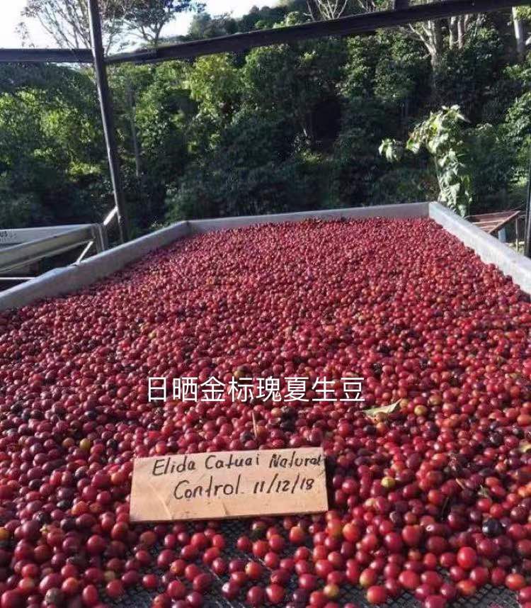 Special price 2021 22 Ethiopia Gold Label Splendid Summer Village Sunburn summer LOT071 Coffee raw beans 1000g