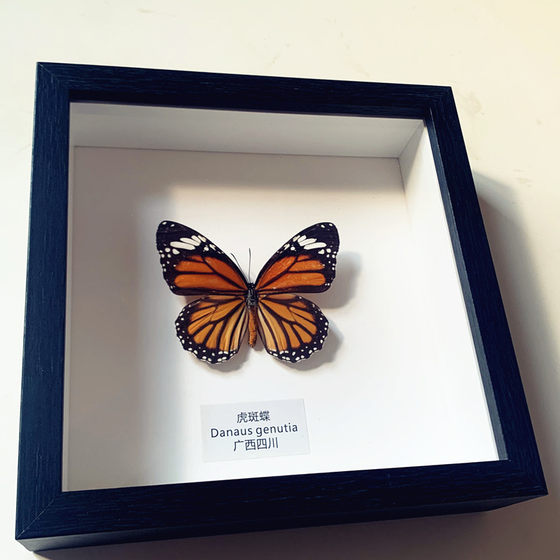 绿带翠凤蝶真蝴蝶标本相框昆虫标本展示框摆件家居装饰画生日礼物