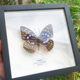 绿带翠凤蝶真蝴蝶标本相框昆虫标本展示框摆件家居装饰画生日礼物