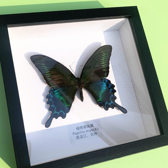 绿带翠凤蝶真蝴蝶标本相框昆虫标本展示框摆件家居装饰画生日礼物