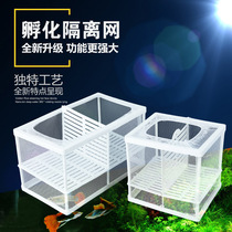 Cuttlefish fish tank incubation box isolation net breeding small fry juveniles isolation box Guppy breeding box fish net