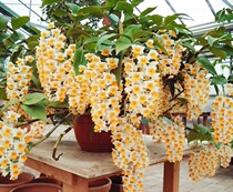 Yellow shell Dendrobium orchid seedlings fresh strips of Yunnan nobile perfume drumstick purple dendrobium iron skin planting seedlings