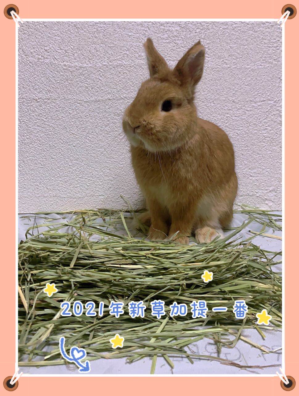 (Cute Little Rabbit Haunted) Timosigati SP New Grass Grinding Tooth Rabbit Dragon Cat Earth Dialer