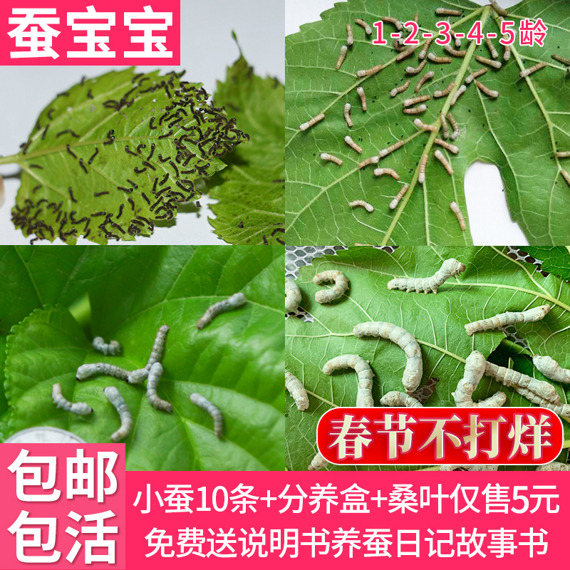 Silkworm baby live spring silkworm larvae live child student silkworm set silkworm 1 year old 234 years old to send fresh mulberry leaves