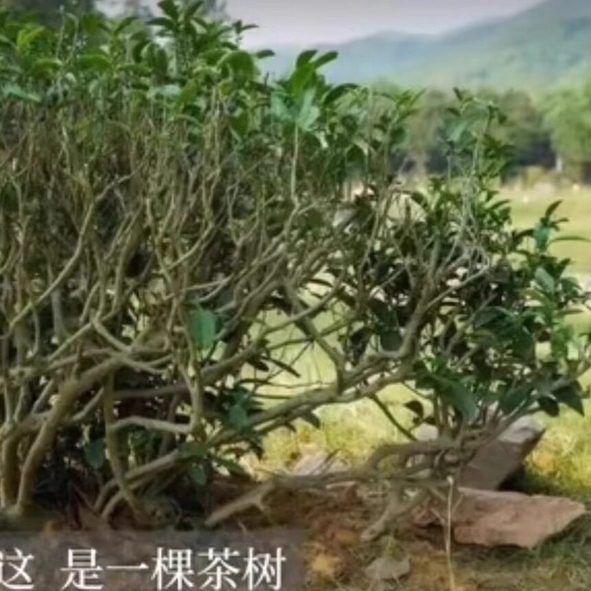 凌姐农产品商行