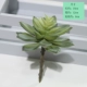 Lotus Palm (единая цена поддержки)