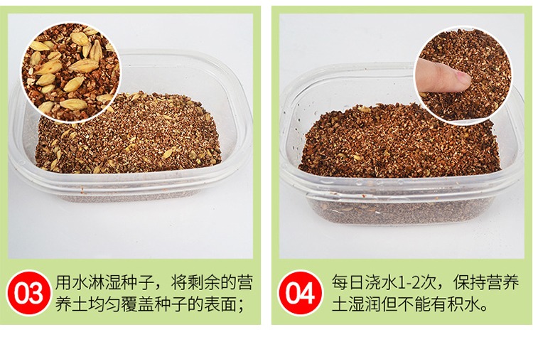 Mèo trồng hạt giống bộ tóc kem mèo ăn nhẹ mèo mèo cỏ cung cấp vật nuôi đất dinh dưỡng - Đồ ăn nhẹ cho mèo bánh thưởng cho chó mèo 100g