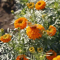 Wanshou Chrysanthemum Complex и большие цветы, смешанные с половиной кошки