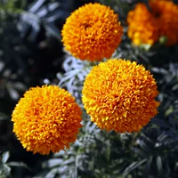 Wanshou Chrysanthemum Orange 1000 Капсулы+2 упаковок удобрения