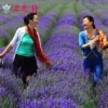 Товары от 恋恋轩园艺