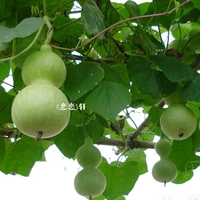 Little Bing Dan Gourd 2 грамма около 40 капсул