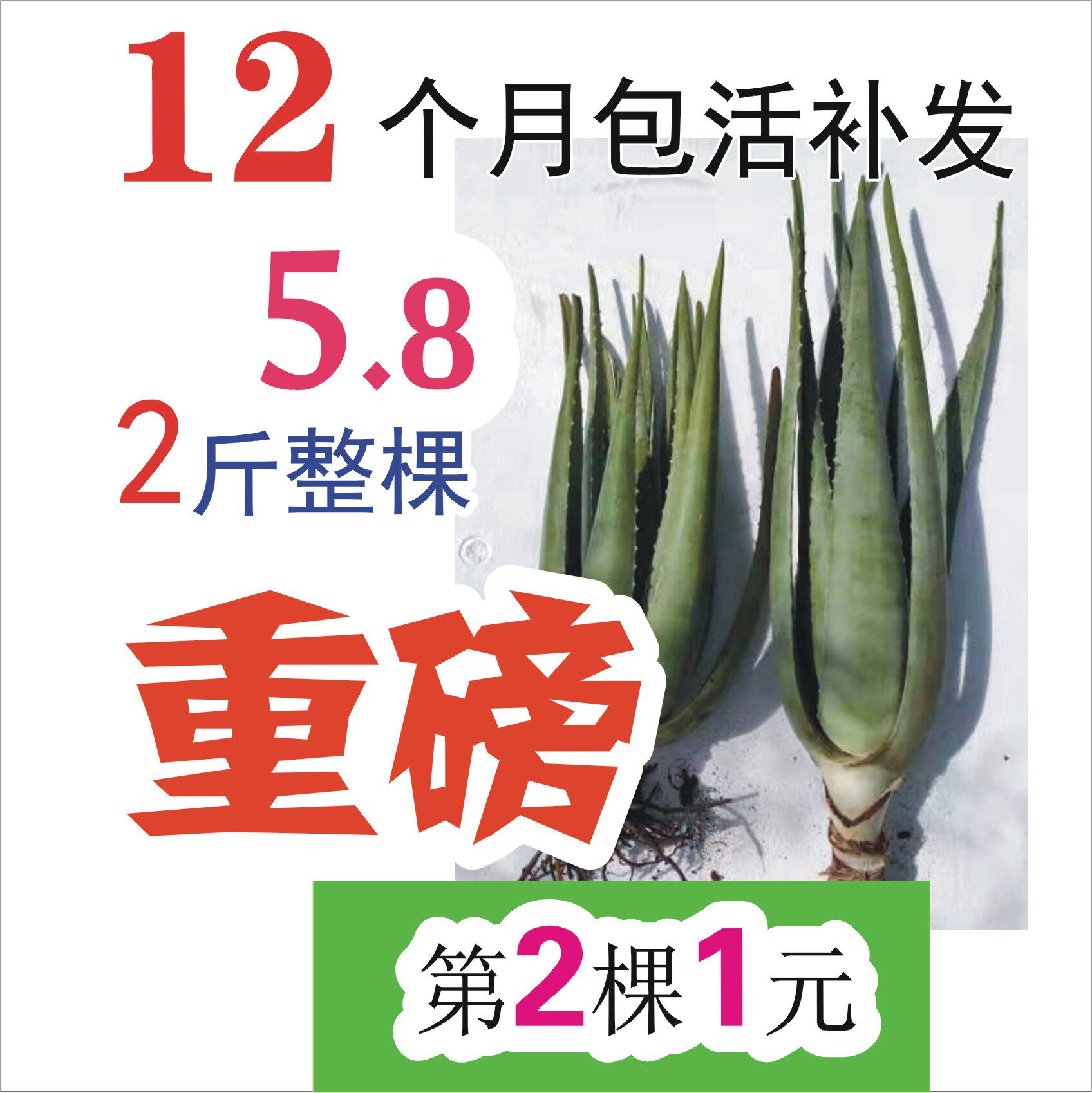 Yunnan plateau natural fresh aloe vera leaves Curaçao fresh leaf seedlings edible filling skin