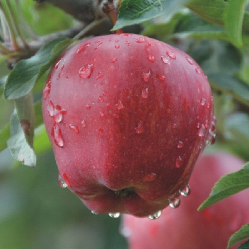 Farming and rural taster with red marshal apple leather thin flesh and sweet and juicy 39 9 yuan a box of 5 kilos