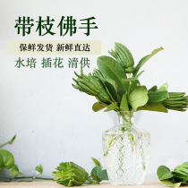 Jinhua bergamot fresh with branches hydroponic small bergamot green fruit flower arrangement clear for ornamental gold bergamot Citron pendulum