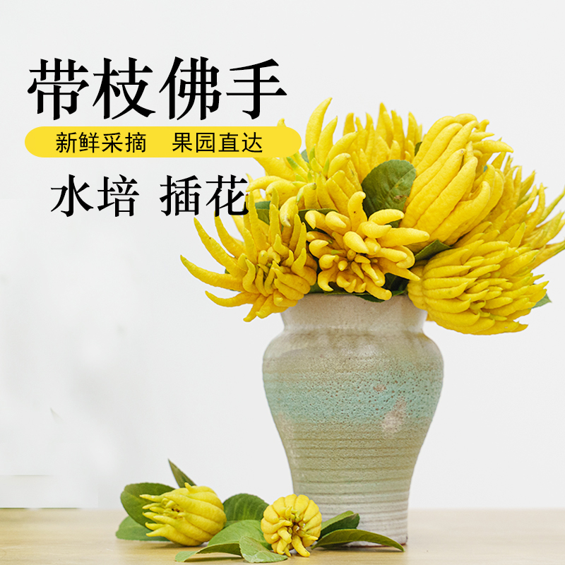 Jinhua bergamot fruit fresh with branches and hydroponic small bergamot flower arrangement for viewing golden bergamot citrus ornaments