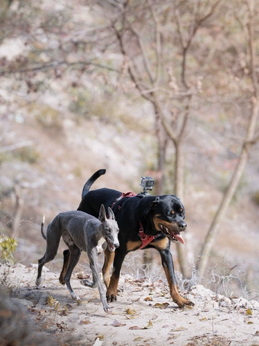 Pet Photography Pearl River Delta Guangfo Area Photography, Photography Photography, Dog, Cat Rabbit Hedgehog