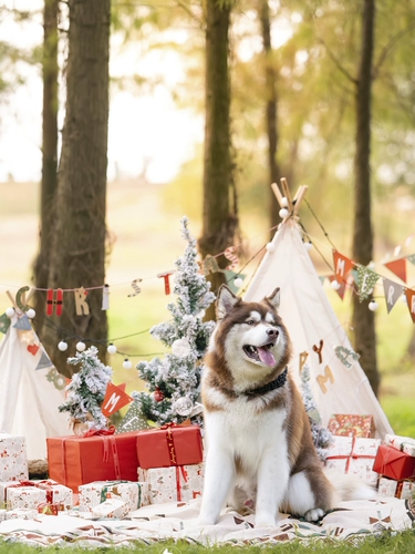 Pet Photography Pearl River Delta Guangfo Area Photography, Photography Photography, Dog, Cat Rabbit Hedgehog