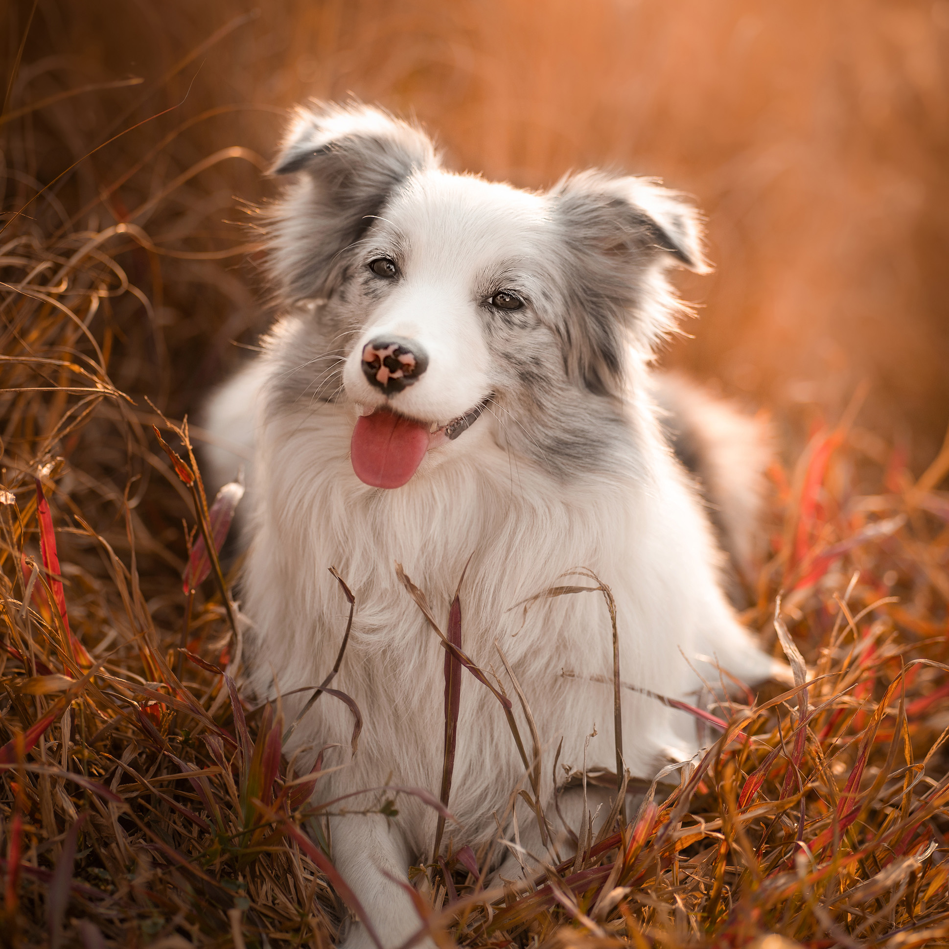 Already Pets Photography Pearl River Delta Exterior View Outdoor Photo Shoot for Dog Cat Rabbit Hedgehog Birthday