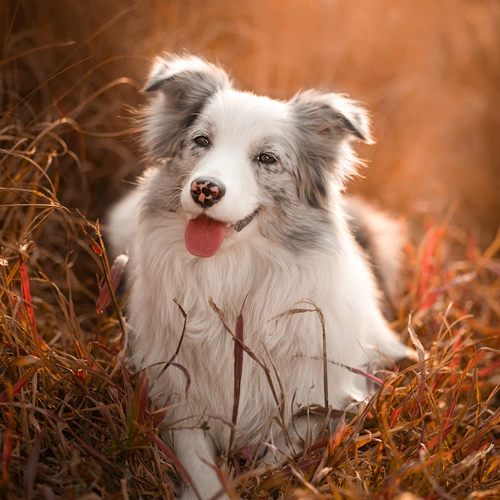 Pet Photography Pearl River Delta Guangfo Area Photography, Photography Photography, Dog, Cat Rabbit Hedgehog