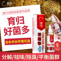 Yugui turtle full water semi-water turtle tortoise turtle fish tank water purification decomposition feces to remove harmful bacteria